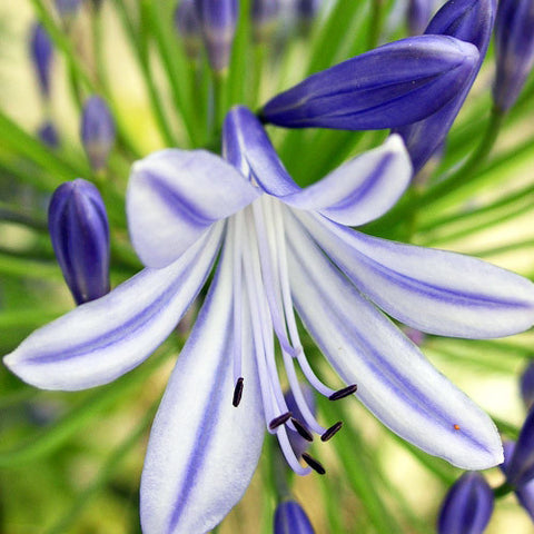 Agapanthus africanus