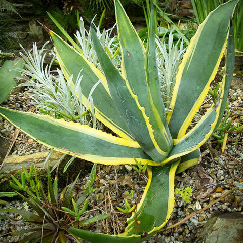 Agave americana 'Variegata'