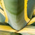 Agave americana 'Variegata'