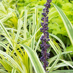 Liriope muscari Variegata