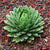 Agave victoriae-reginae