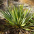 Yucca filamentosa