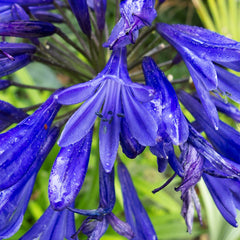 Agapanthus campanulatus 'Cobalt Blue'