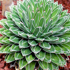 Agave victoriae-reginae