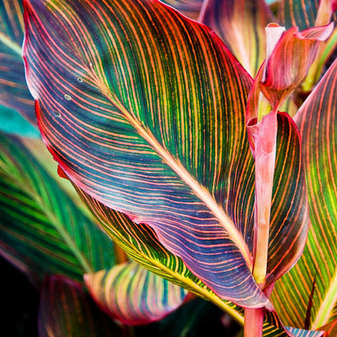 Canna tropicana