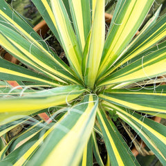 Yucca filamentosa