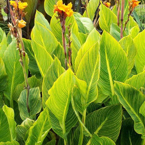 Canna pretoria