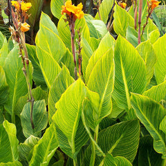 Canna pretoria